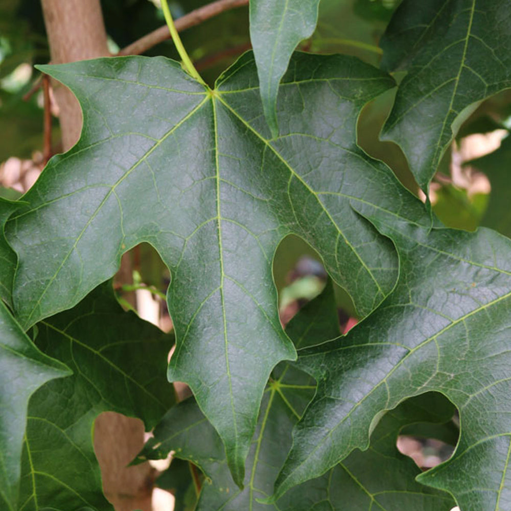 Green Mountain® Sugar Maple Tree