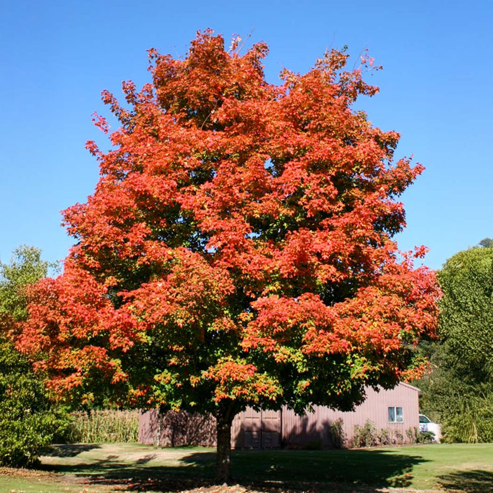 Green Mountain® Sugar Maple Tree