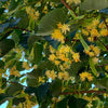 Greenspire® Linden Tree