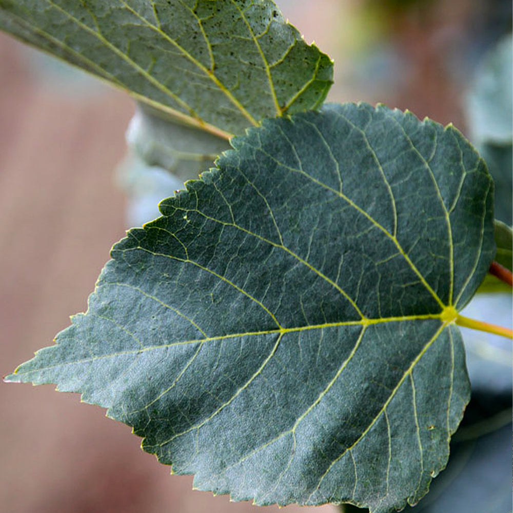 Greenspire® Linden Tree