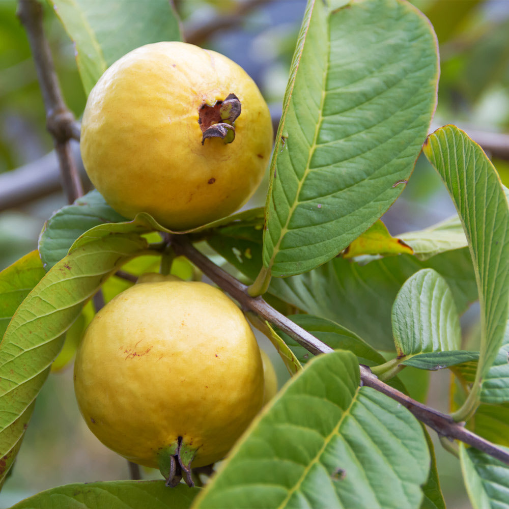 Barbie Pink Guava Tree