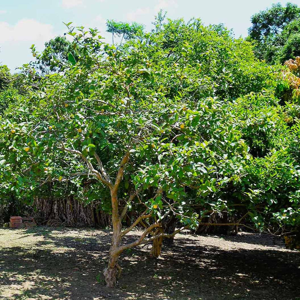 Guava Tree 'Ruby Supreme'