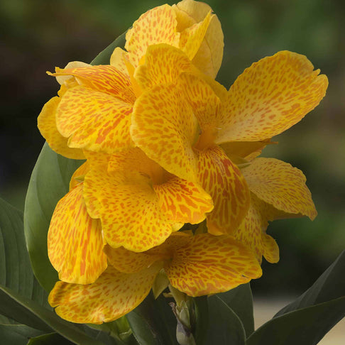 Cannasol™ Happy Emily® Plant