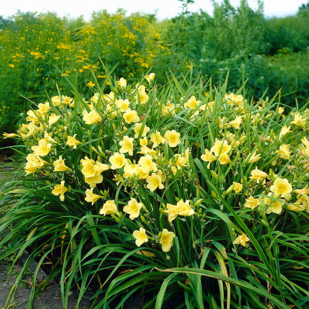 Happy Returns Daylily