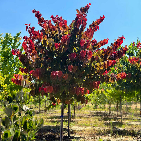 Hearts A'Fire™ Redbud Tree