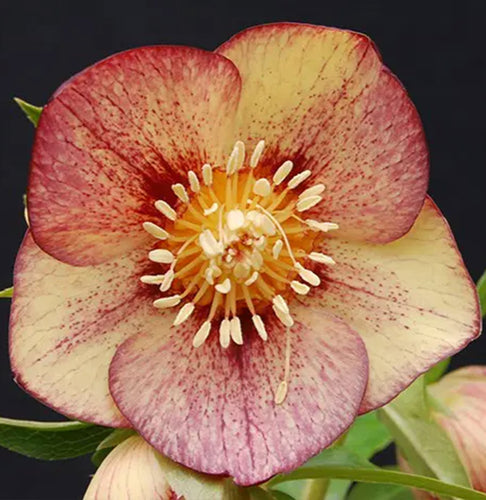 Winter Jewels® Apricot Blush Lenten Rose Plant