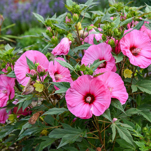 Summerific® ‘Candy Crush’ Hibiscus