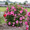 Summerific® ‘Candy Crush’ Hibiscus