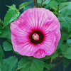 Summerific® ‘Candy Crush’ Hibiscus