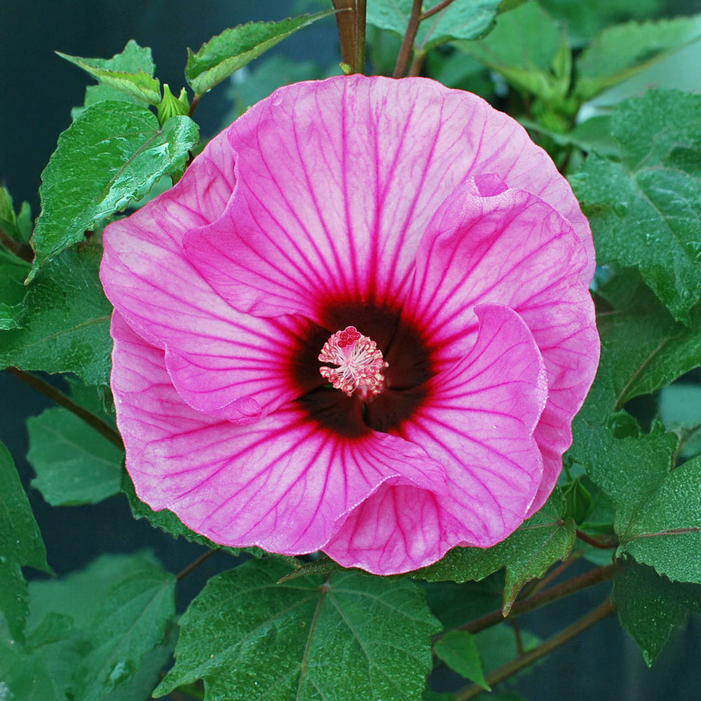 Summerific® ‘Candy Crush’ Hibiscus
