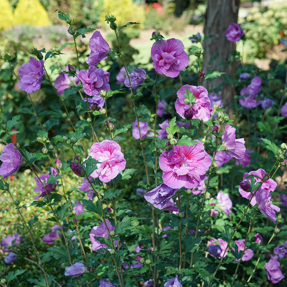 Proven Winners® Dark Lavender Chiffon® Rose of Sharon Althea