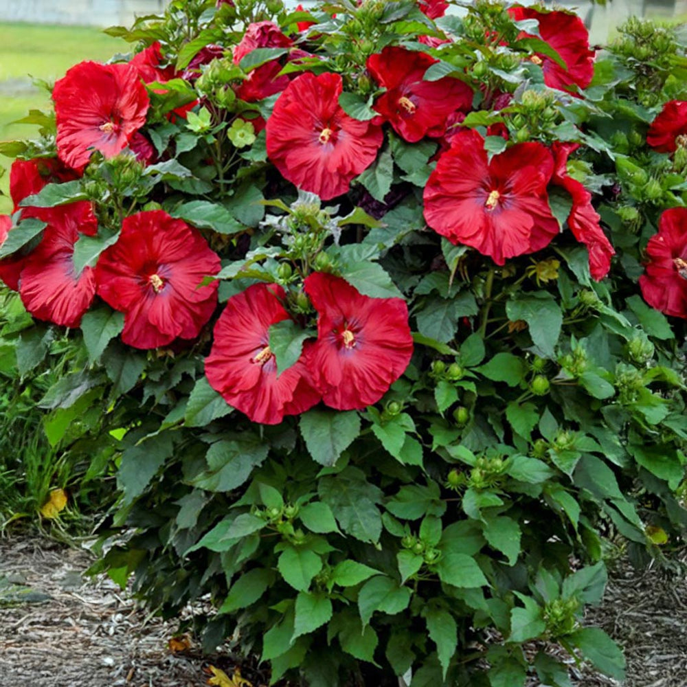 Summerific® ‘Valentine’s Crush’ Hibiscus