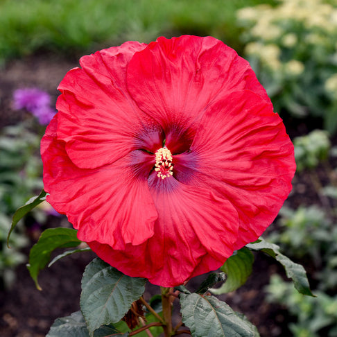 Summerific® ‘Valentine’s Crush’ Hibiscus