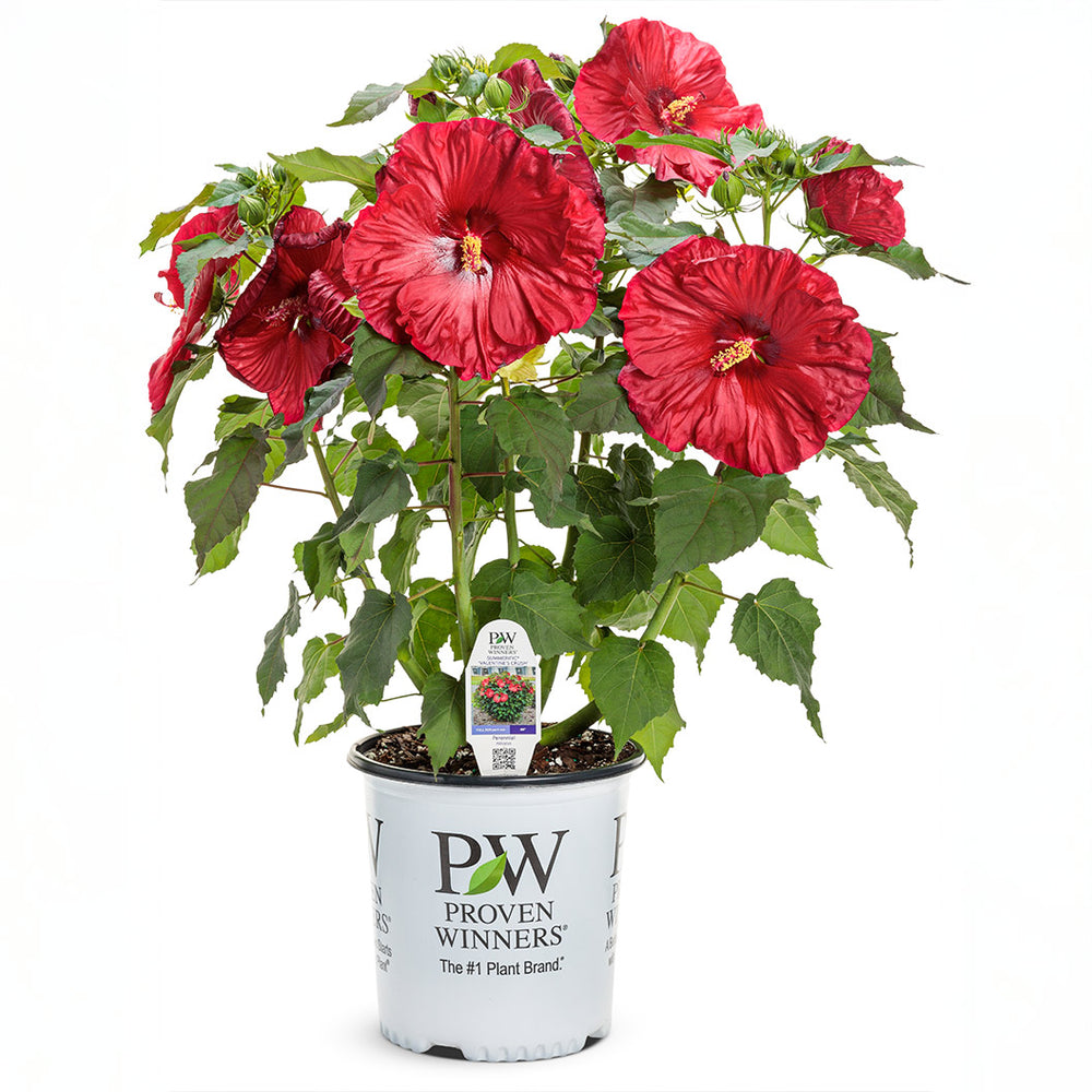 Summerific® ‘Valentine’s Crush’ Hibiscus