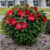 Summerific® ‘Valentine’s Crush’ Hibiscus