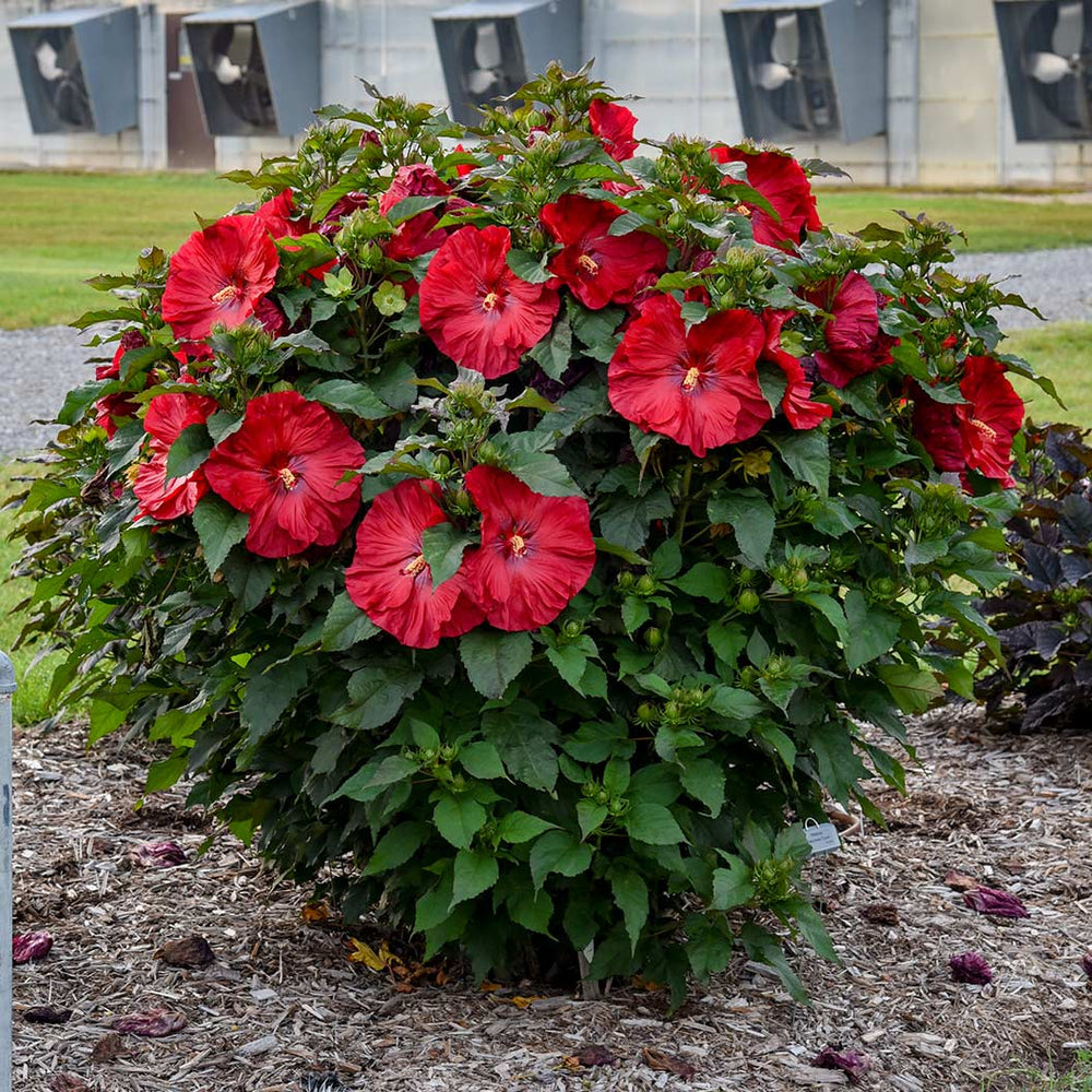 Summerific® ‘Valentine’s Crush’ Hibiscus
