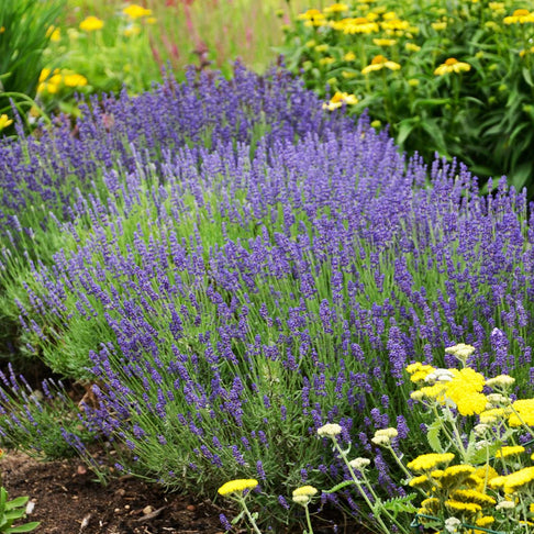 Hidcote Blue Lavender Plant