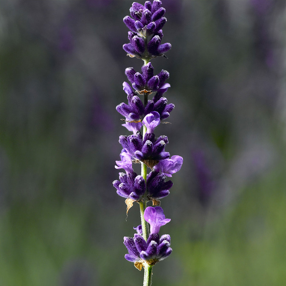 Hidcote Blue Lavender Plant