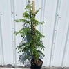 Yellow Hog Plum Tree