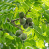 Yellow Hog Plum Tree