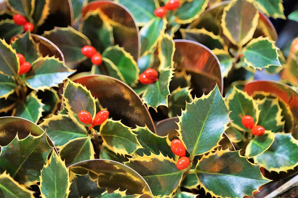 Plant Care 101: American Holly Tree