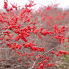Proven Winners® Berry Heavy Winterberry Holly Shrub