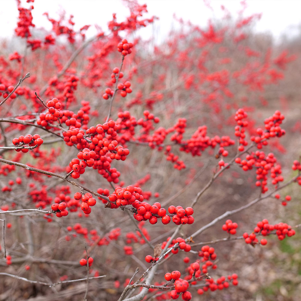 Proven Winners® Berry Heavy Winterberry Holly Shrub