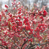 Proven Winners® Berry Heavy Winterberry Holly Shrub