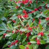 Proven Winners® Berry Heavy Winterberry Holly Shrub