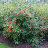 Proven Winners® Berry Heavy Winterberry Holly Shrub