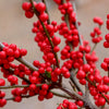 Proven Winners® Berry Heavy Winterberry Holly Shrub