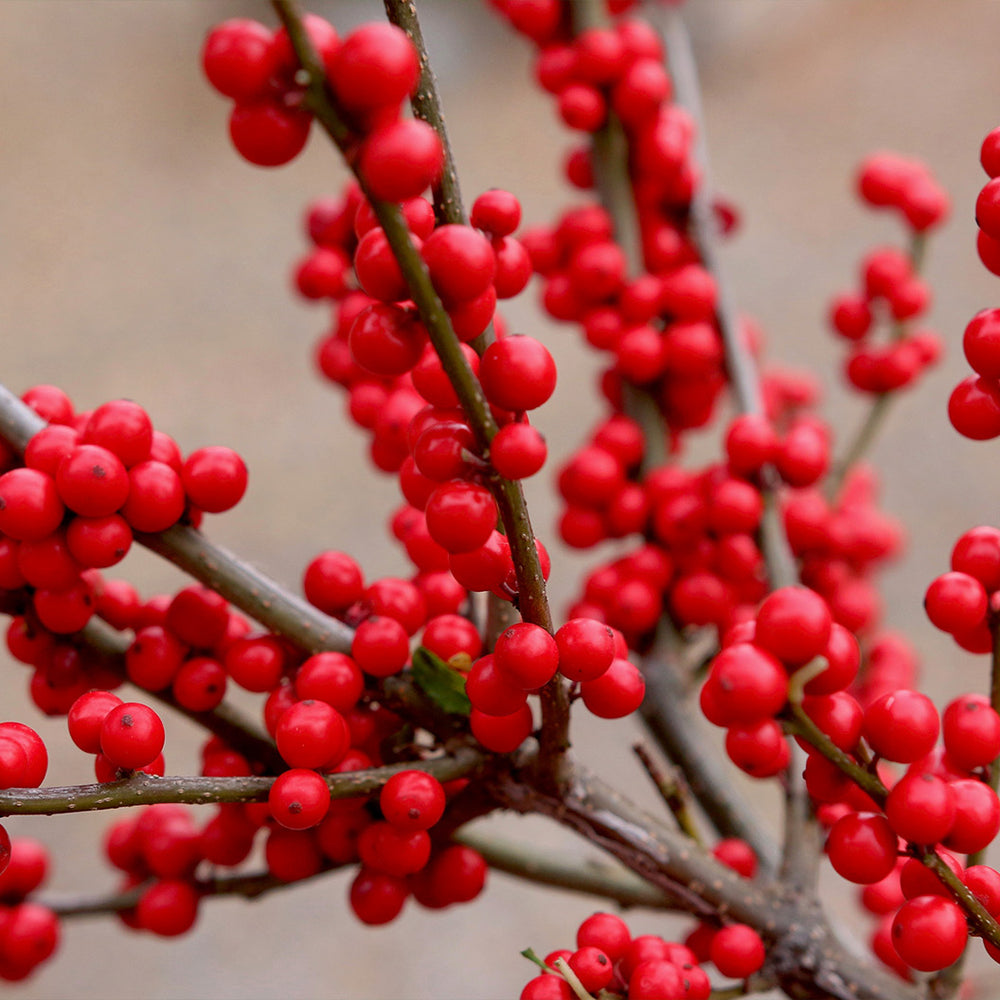 Proven Winners® Berry Heavy Winterberry Holly Shrub