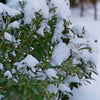 Proven Winners® Strongbox Inkberry Holly Shrub