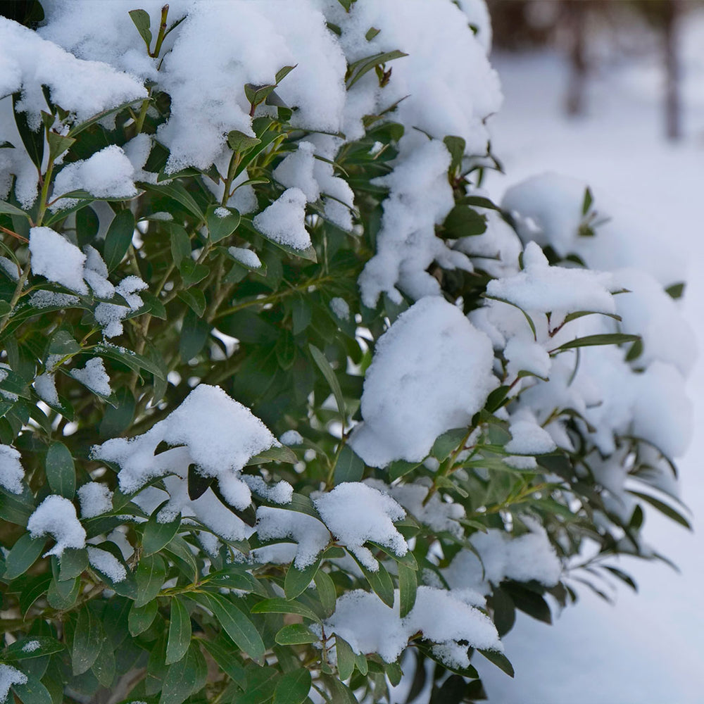 Proven Winners® Strongbox Inkberry Holly Shrub
