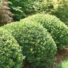 Proven Winners® Strongbox Inkberry Holly Shrub