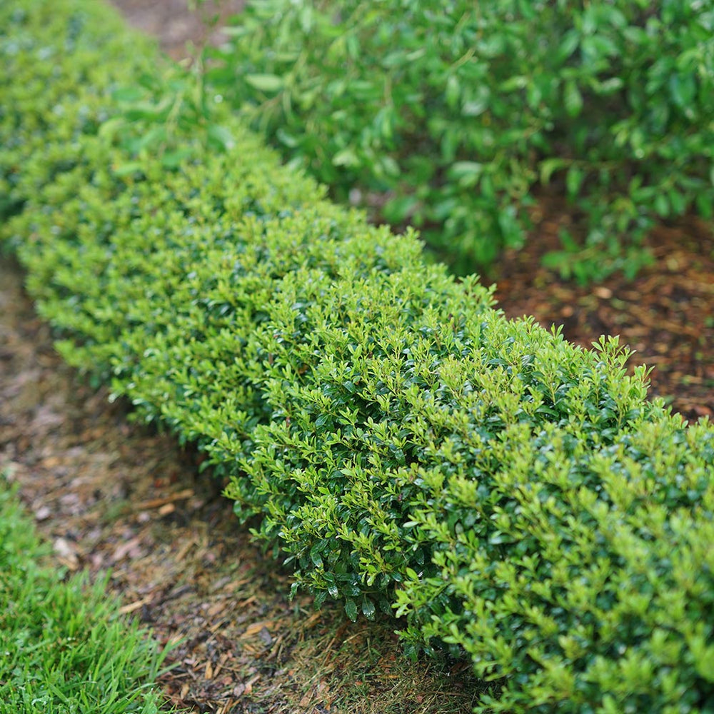 Proven Winners® Strongbox Inkberry Holly Shrub