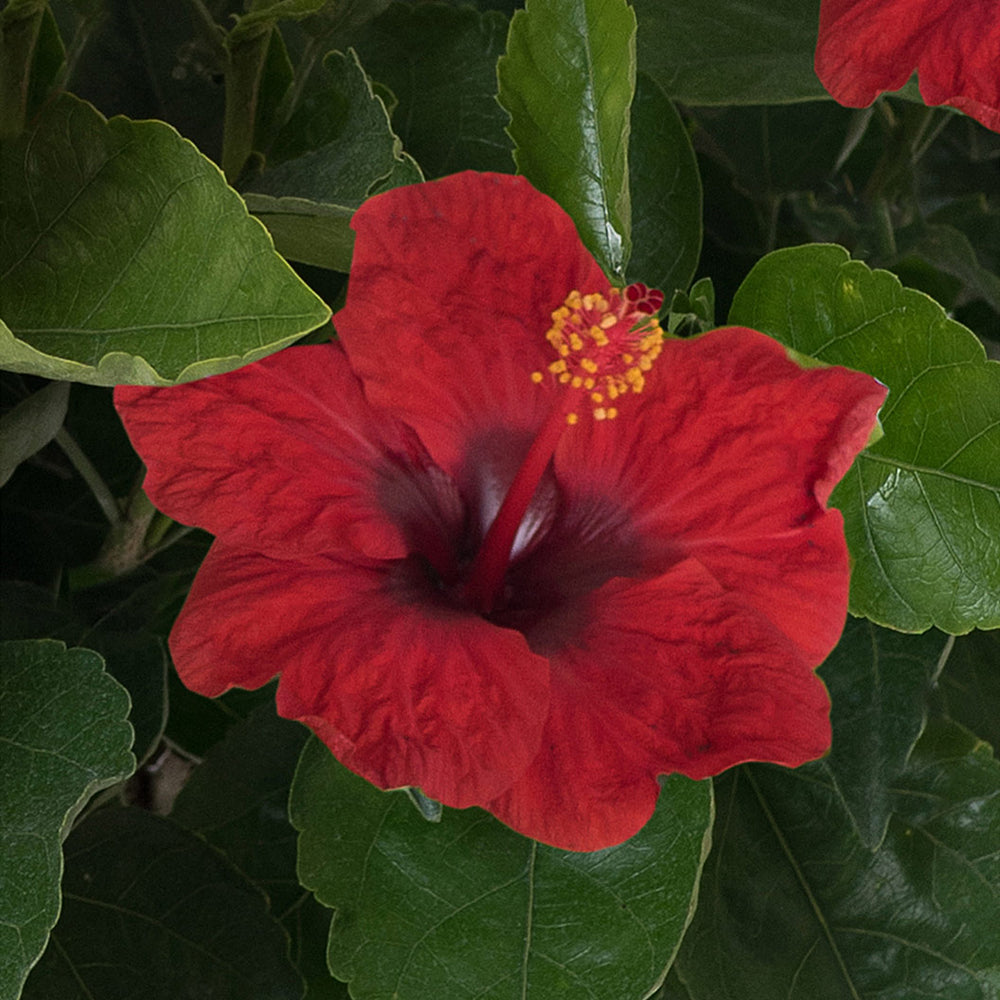 Proven Winners® Hot Shot™ Hollywood Hibiscus®