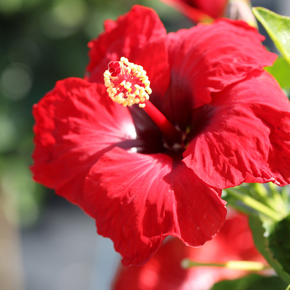 Proven Winners® Hot Shot™ Hollywood Hibiscus®