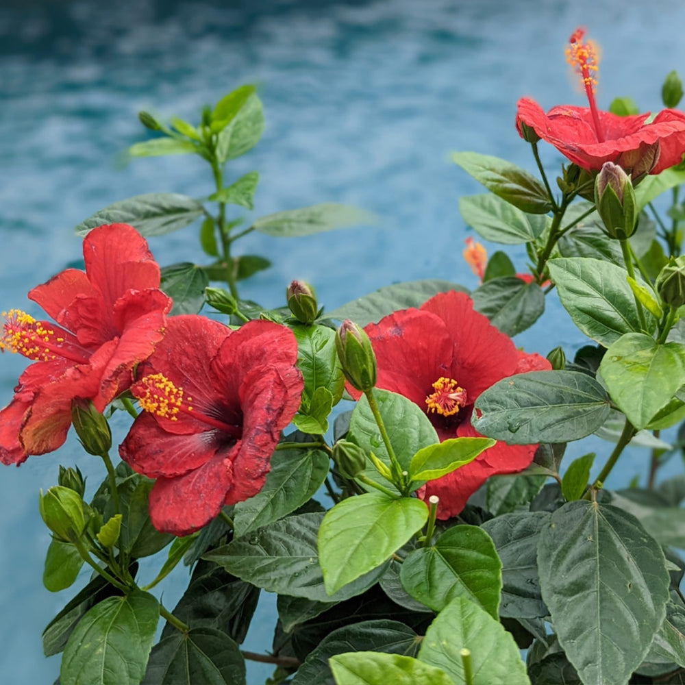 Proven Winners® Hot Shot™ Hollywood Hibiscus®