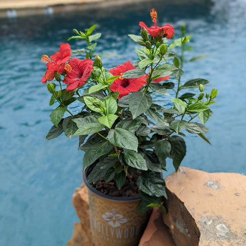 Proven Winners® Hot Shot™ Hollywood Hibiscus®