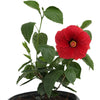 Proven Winners® Hot Shot™ Hollywood Hibiscus®