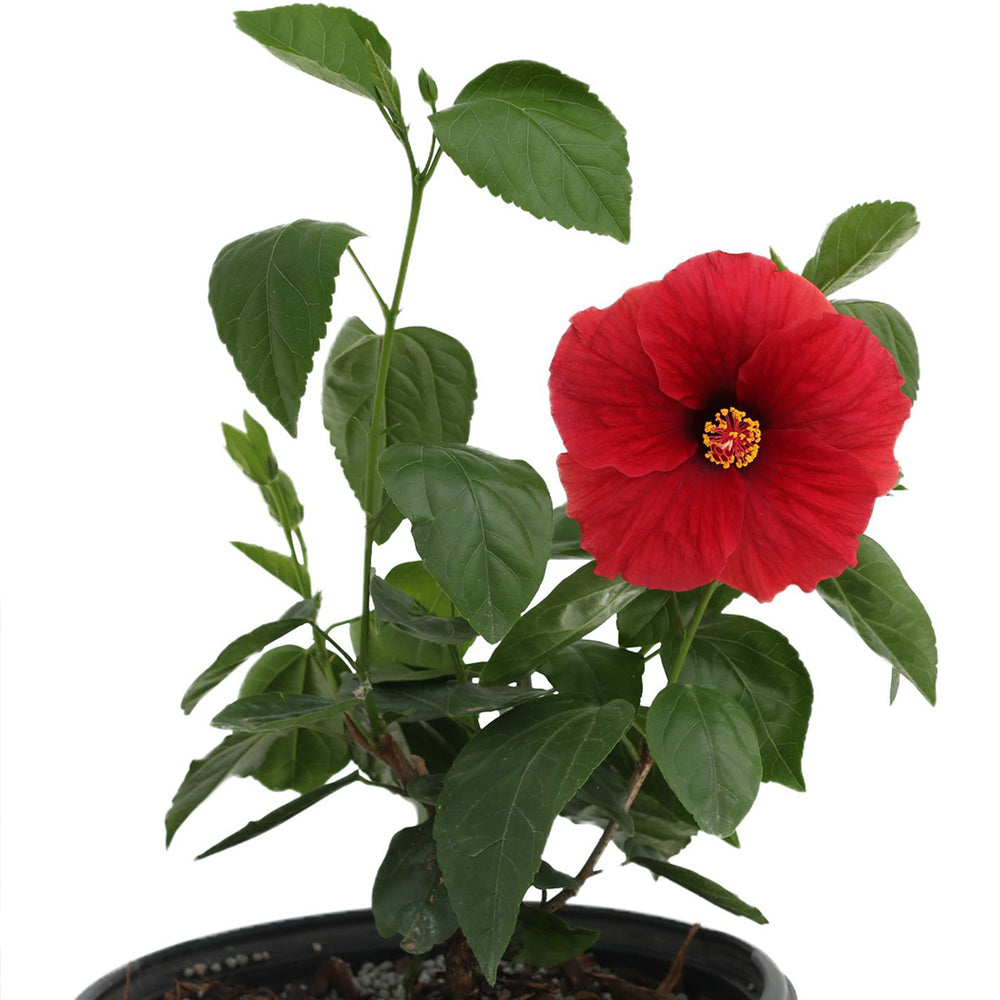 Proven Winners® Hot Shot™ Hollywood Hibiscus®