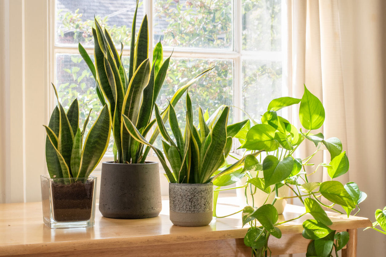 House Plant Designer image