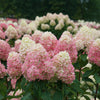 Limelight Prime® Hydrangea Shrub