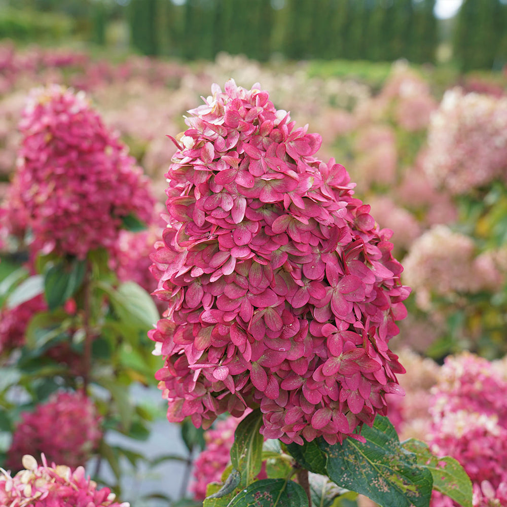 Limelight Prime® Hydrangea Shrub