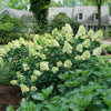 Limelight Prime® Hydrangea Shrub