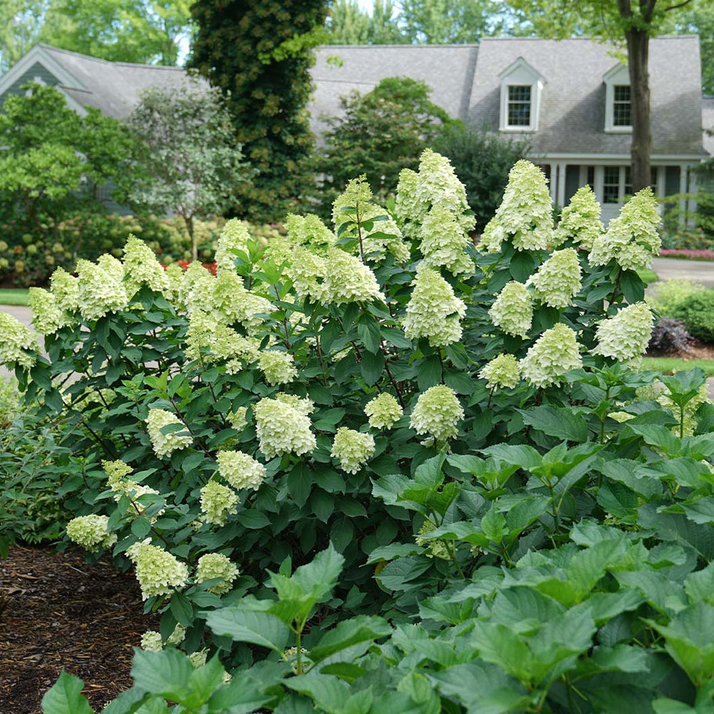 Limelight Prime® Hydrangea Shrub