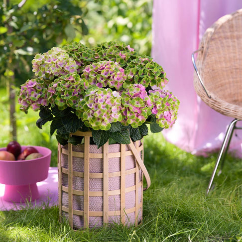Hydrangea Magical® 'Amethyst' Shrub