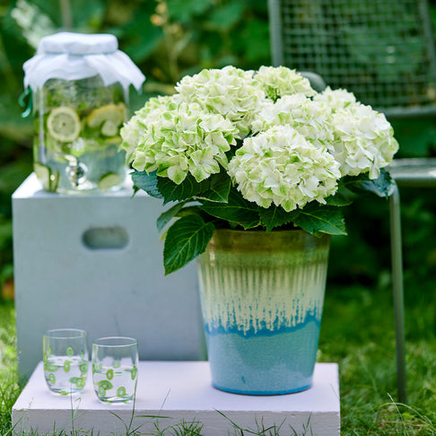 Hydrangea Magical® 'Verdigris' Shrub