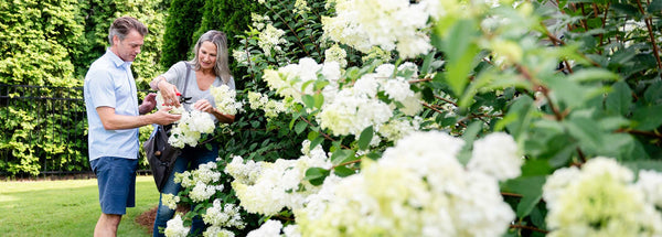 Types of Hydrangeas: Which Hydrangea Should You Plant?